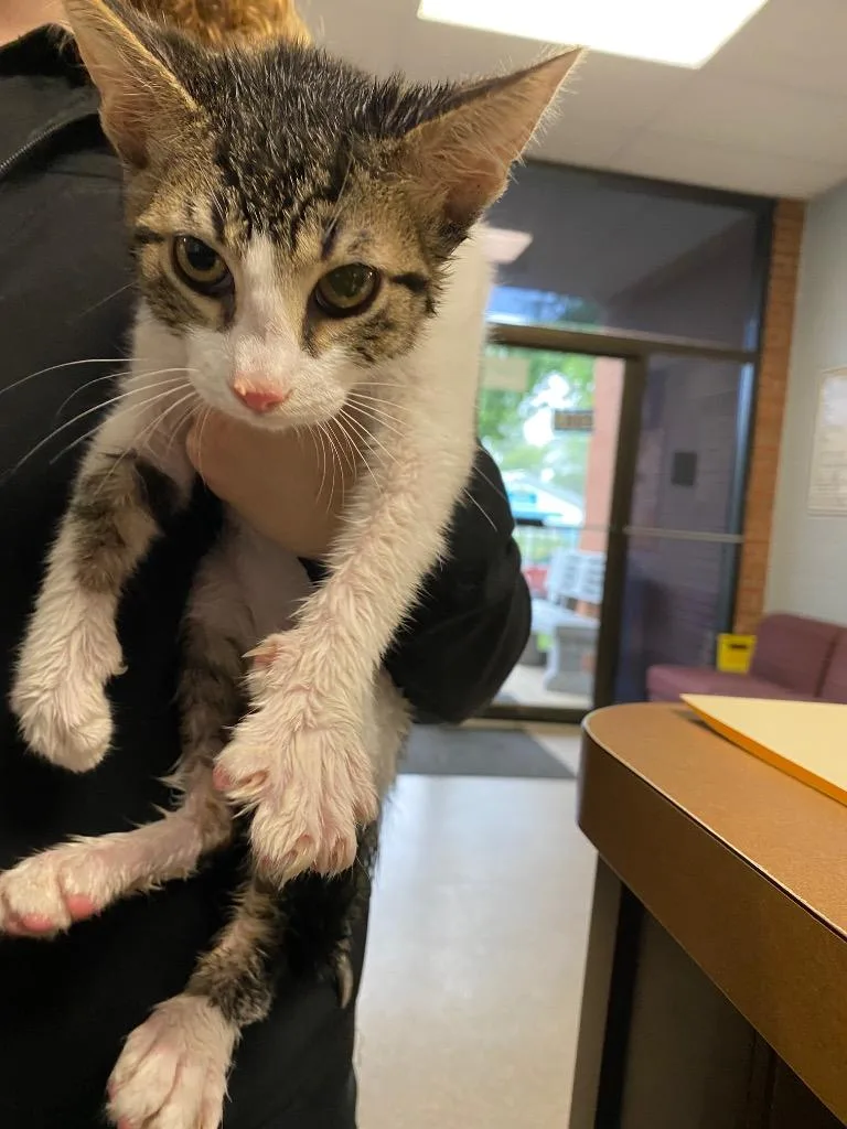 A baby medium-sized male Domestic Short Hair cat named Luther for adoption in Troy, OH