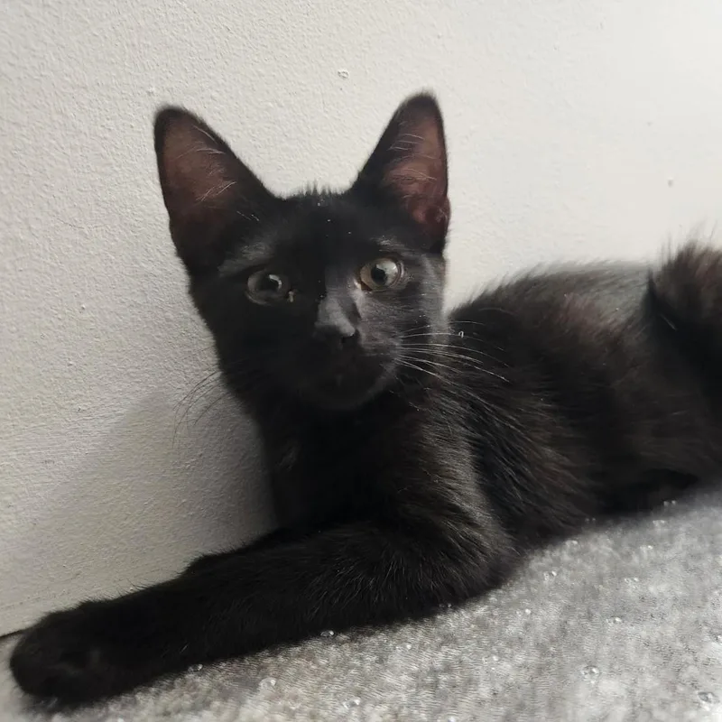 A baby small-sized male Black Domestic Short Hair cat named Puff McAtee for adoption in Morrison, CO