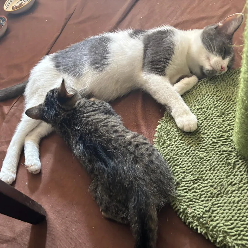 An adult medium-sized female White Domestic Short Hair cat named Luna Loretta for adoption in Wheeling, IL