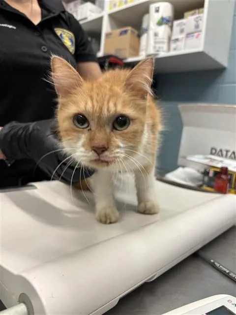 An adult medium-sized female Domestic Medium Hair cat named Nerite for adoption in Corpus Christi, TX