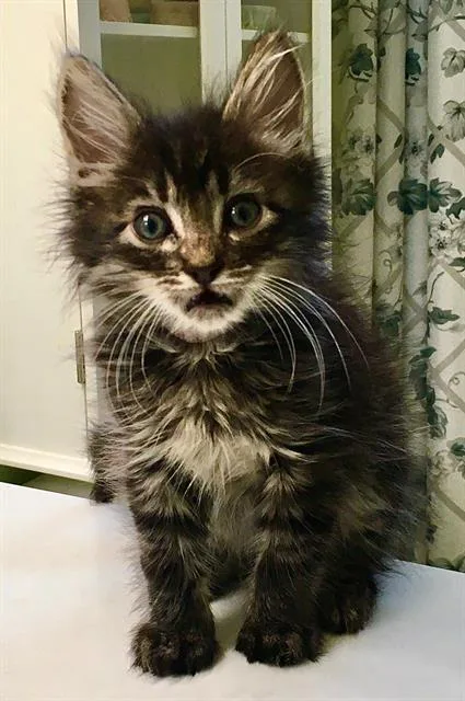Maestro