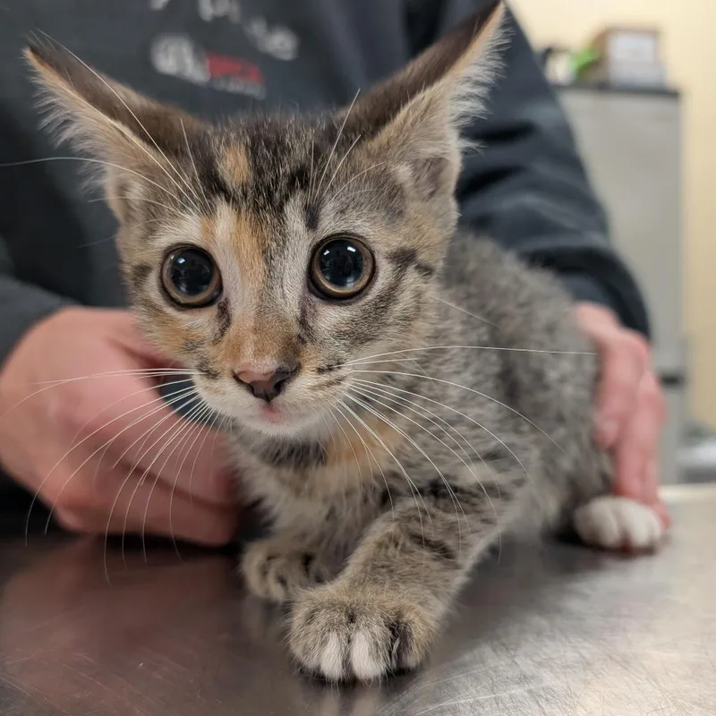 A baby small-sized female Brown / Chocolate Domestic Short Hair cat named Meowvana for adoption in Titusville, FL