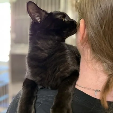 An adult medium-sized male Black Domestic Short Hair cat named River for adoption in Myerstown, PA