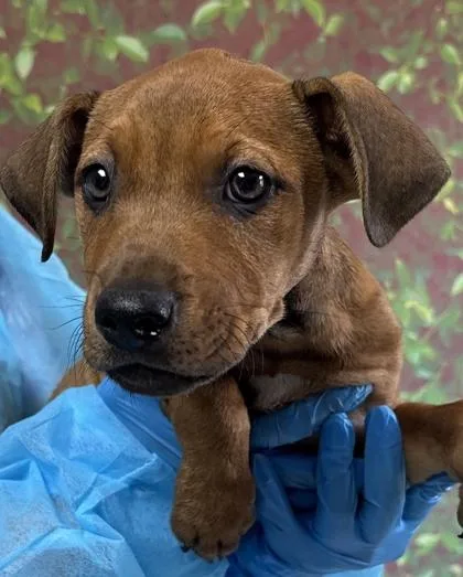 A young small-sized female Shepherd dog named Cerulean for adoption in San Antonio, TX