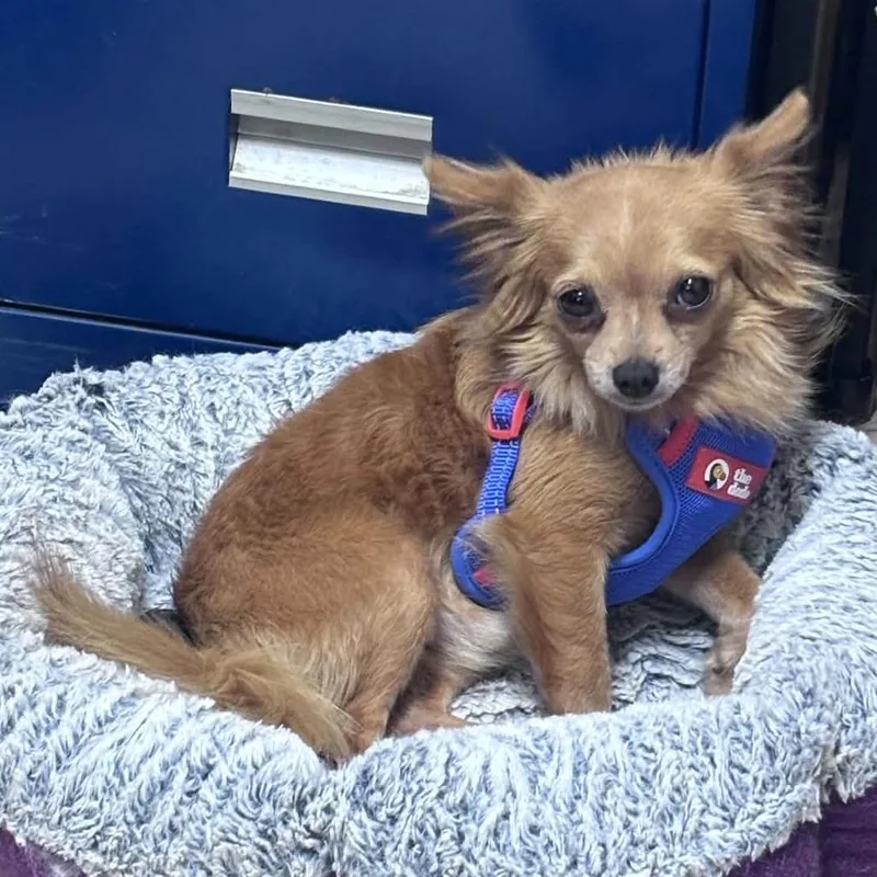 An adult small-sized male Chihuahua dog named Mini Coop for adoption in Columbus, NC