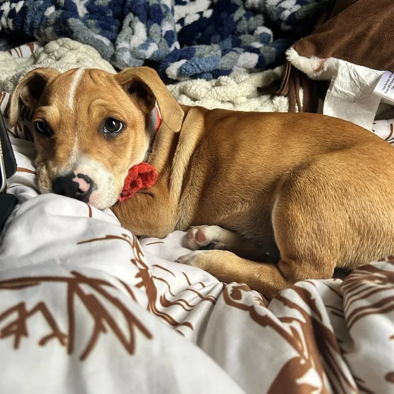 A baby small-sized male Yellow / Tan / Blond / Fawn Mixed Breed dog named Tonka for adoption in Chattanooga, TN