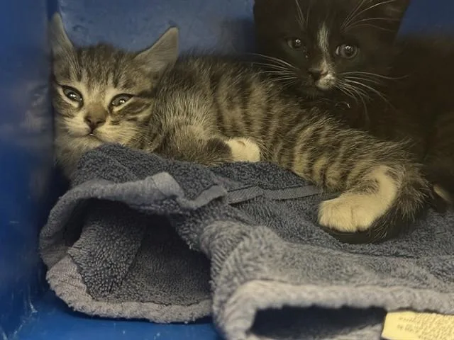 A baby small-sized female Domestic Short Hair cat named Meotini for adoption in San Jose, CA