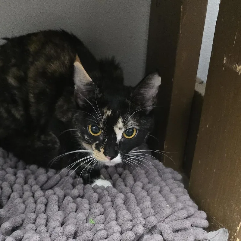 A young small-sized female Tortoiseshell Domestic Short Hair cat named Snuggles for adoption in Yanceyville, NC