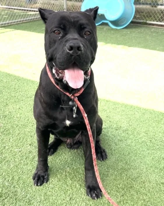 A young large-sized male Cane Corso dog named Marco for adoption in Chatsworth, CA