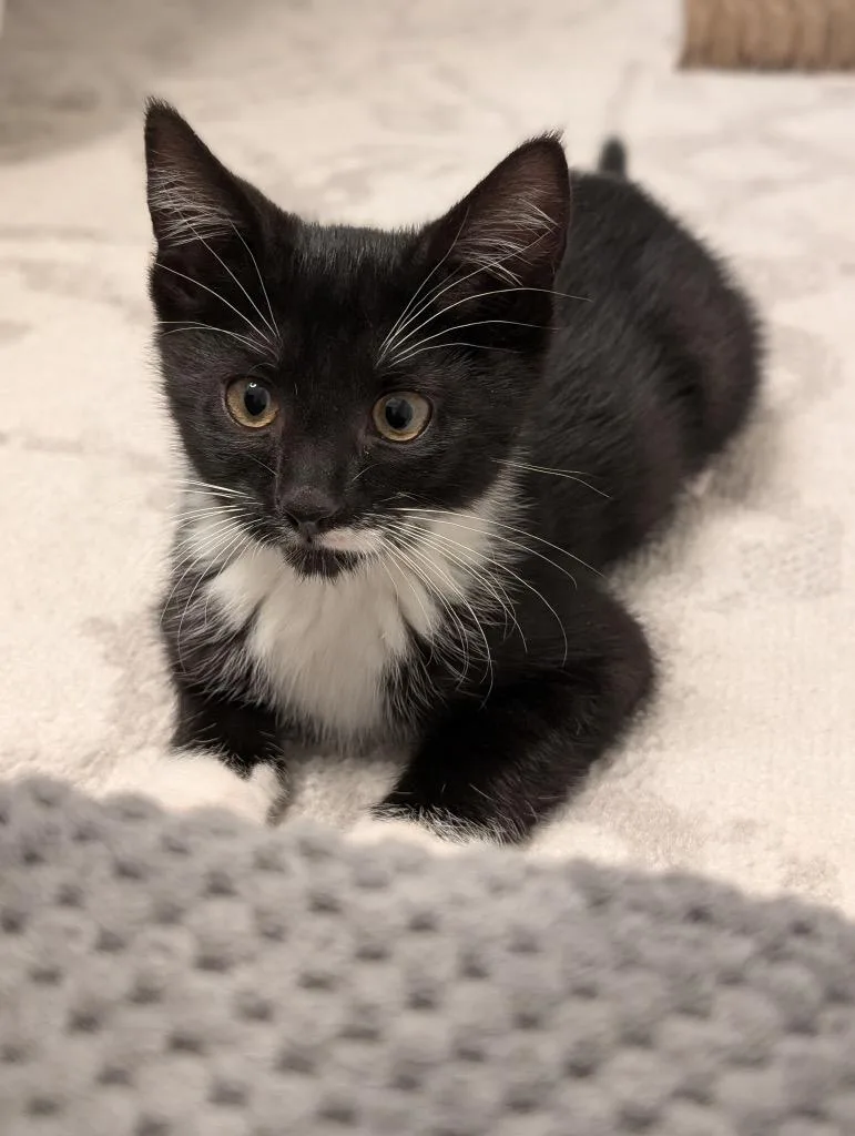 A baby medium-sized male Domestic Short Hair cat named Bam Bam for adoption in Fort Mill, SC
