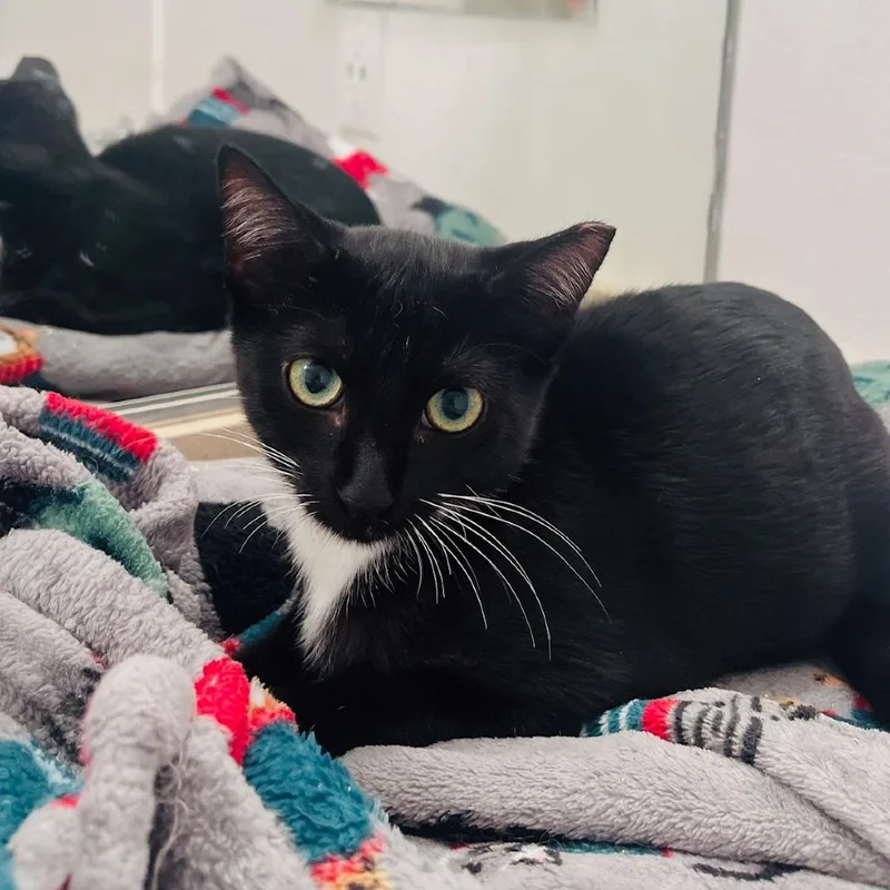 Leylifer thumbnail 2