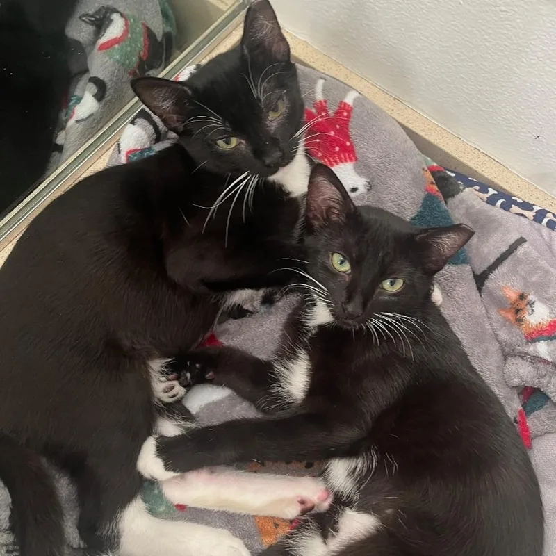 Leylifer thumbnail 4