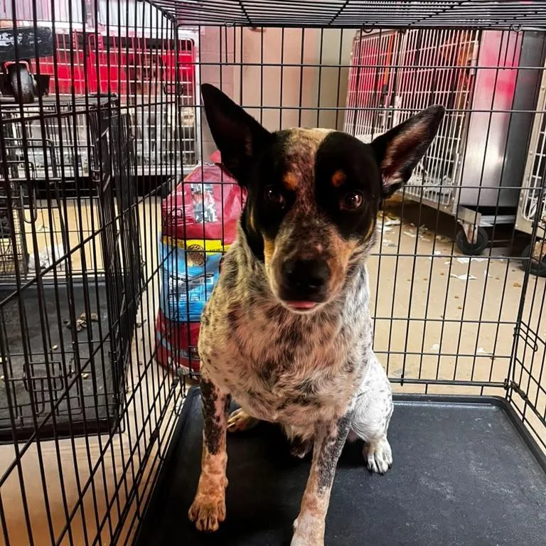 An adult large-sized male Gray / Blue / Silver Australian Cattle Dog / Blue Heeler dog named Howler for adoption in Gadsden, AL