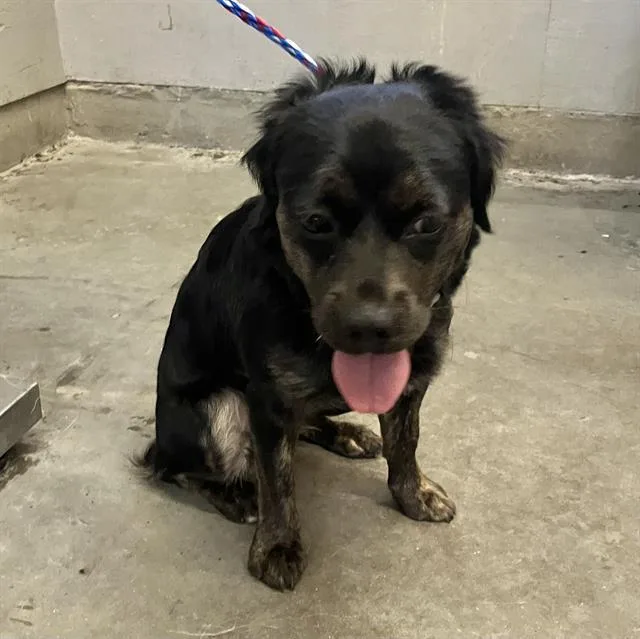 A young small-sized female Cocker Spaniel dog named Becky for adoption in Camarillo, CA