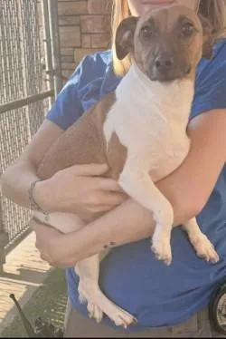 A young small-sized male Jack Russell Terrier dog named Jethro for adoption in Murphy, TX