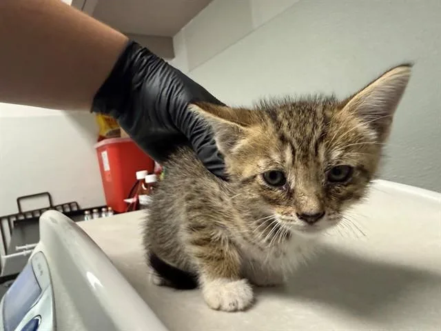 A baby small-sized male Domestic Short Hair cat named Ferb for adoption in Antioch, CA