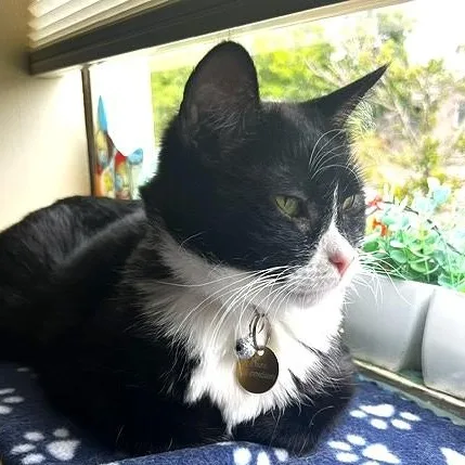 An adult medium-sized female Black & White / Tuxedo Domestic Short Hair cat named Azaela for adoption in Denver, CO