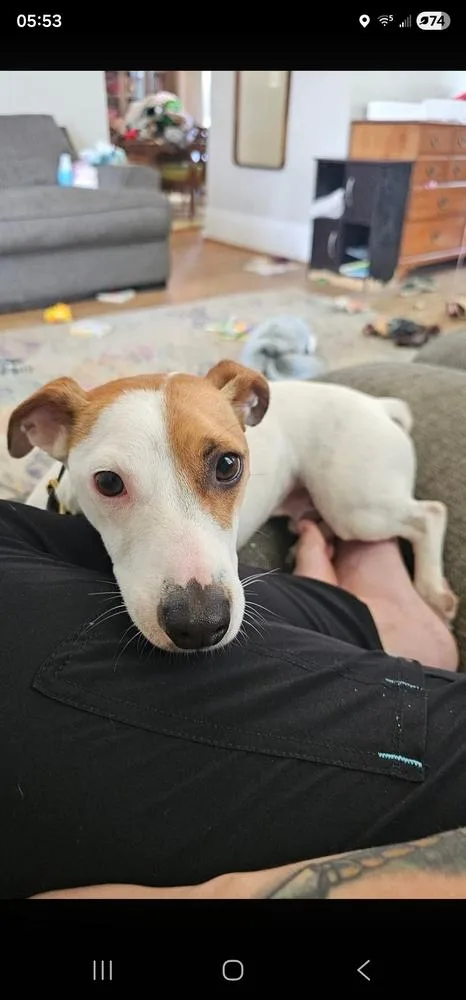 An adult small-sized male Jack Russell Terrier dog named Wishbone for adoption in South Bend, IN