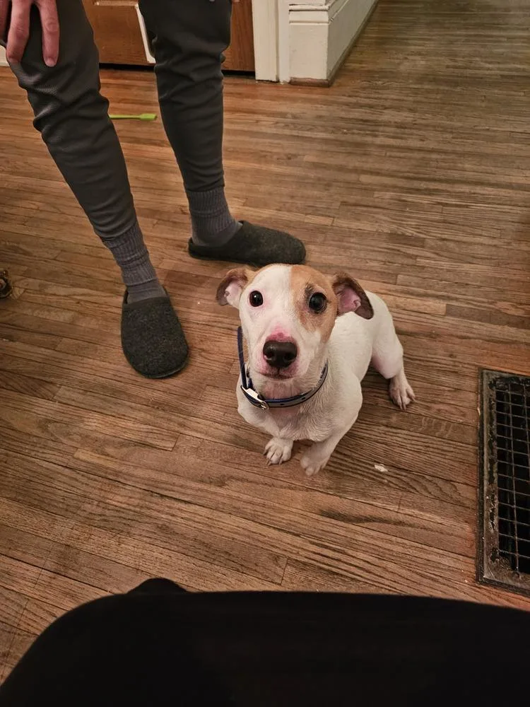 Wishbone thumbnail 2