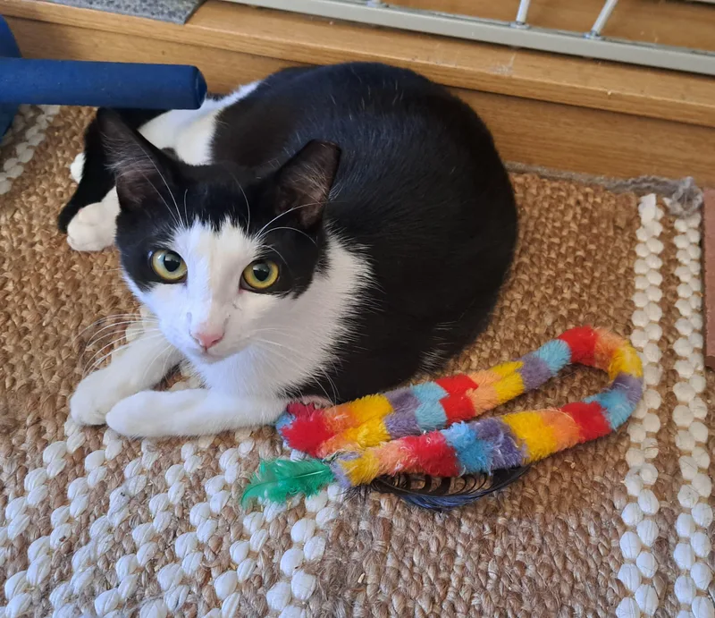 Vinny And Obi thumbnail 2