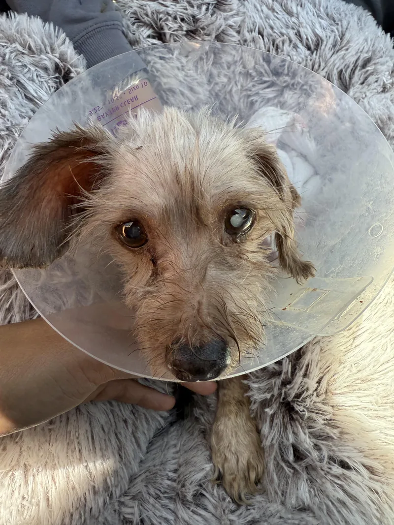 A senior small-sized female Golden Dachshund dog named Summer for adoption in Laguna Beach, CA