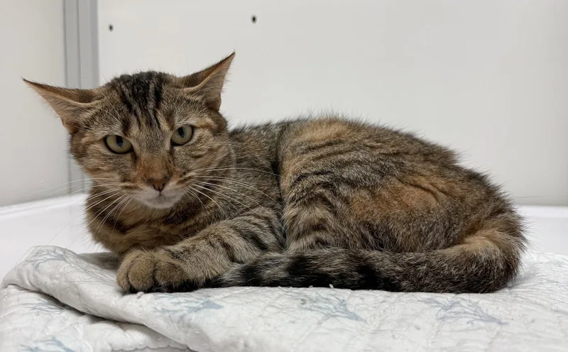 A young medium-sized female Calico cat named Matilda for adoption in Alexandria, VA