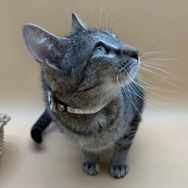 Brooklyn thumbnail 3