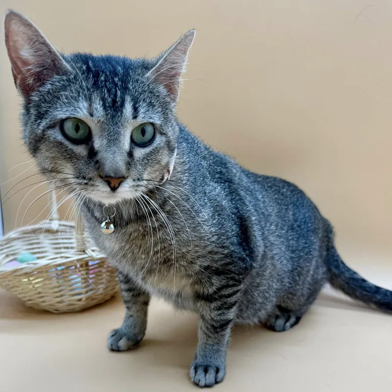 An adult medium-sized female Torbie Domestic Short Hair cat named Brooklyn for adoption in Springfield, MO