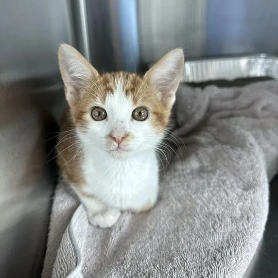 A baby small-sized male Orange / Red Domestic Short Hair cat named Shamus for adoption in Matteson, IL