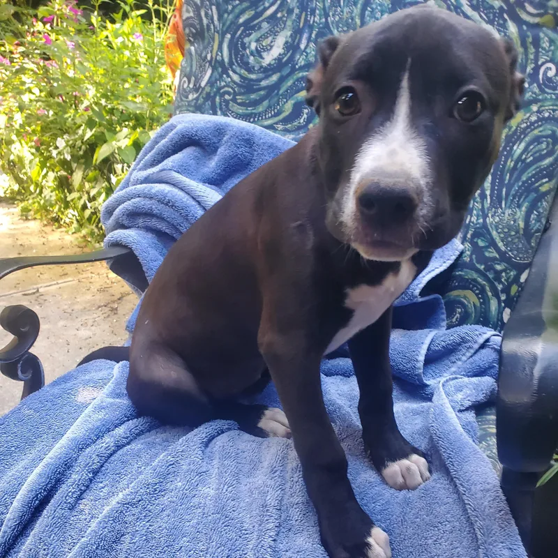 A baby medium-sized female Black Pit Bull Terrier dog named Ginger for adoption in Albany, NY