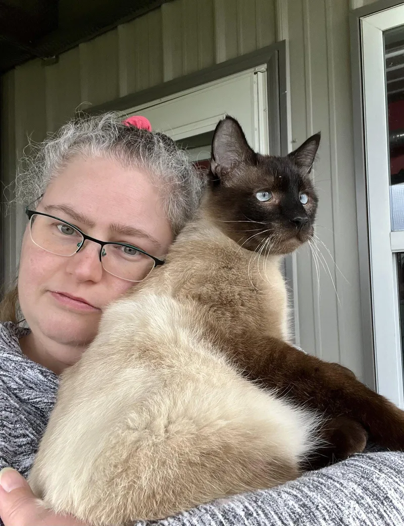 An adult medium-sized male Domestic Short Hair cat named Hector for adoption in Estherville, IA