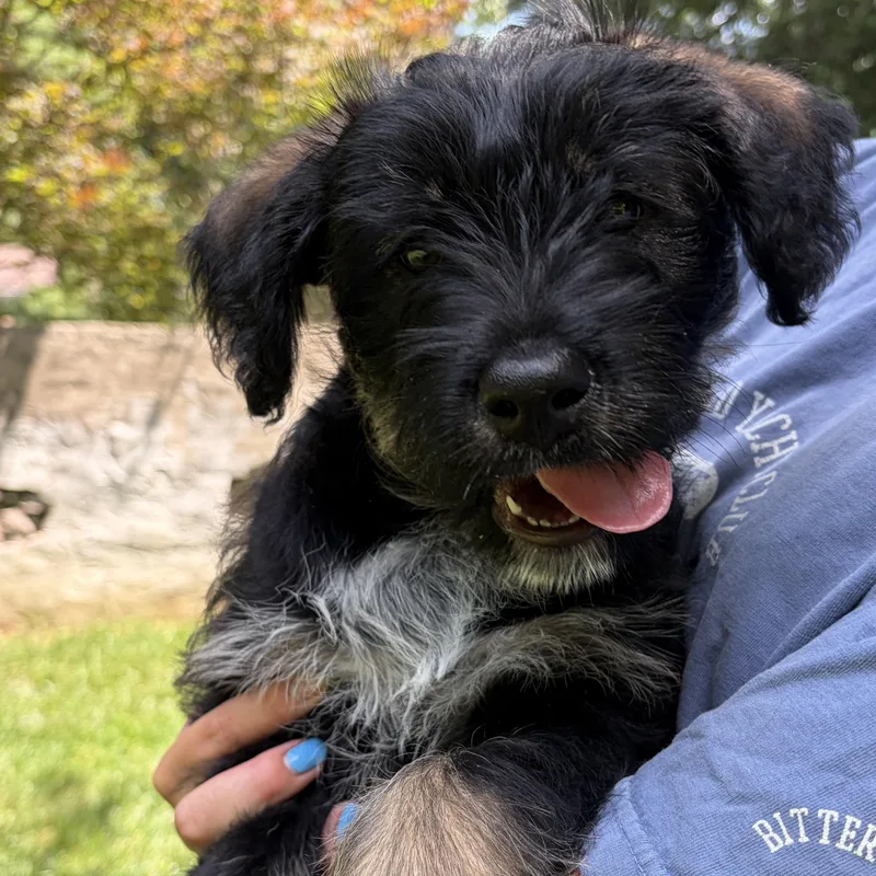 A baby medium-sized female Black Cattle Dog dog named Cassie for adoption in Phoenixville, PA