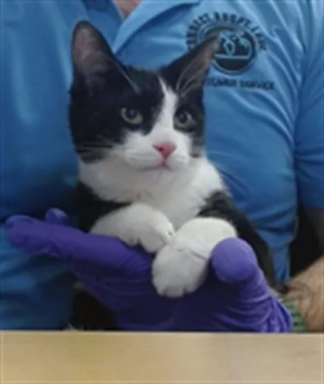 A young small-sized male Domestic Short Hair cat named Oreo for adoption in Miami, FL