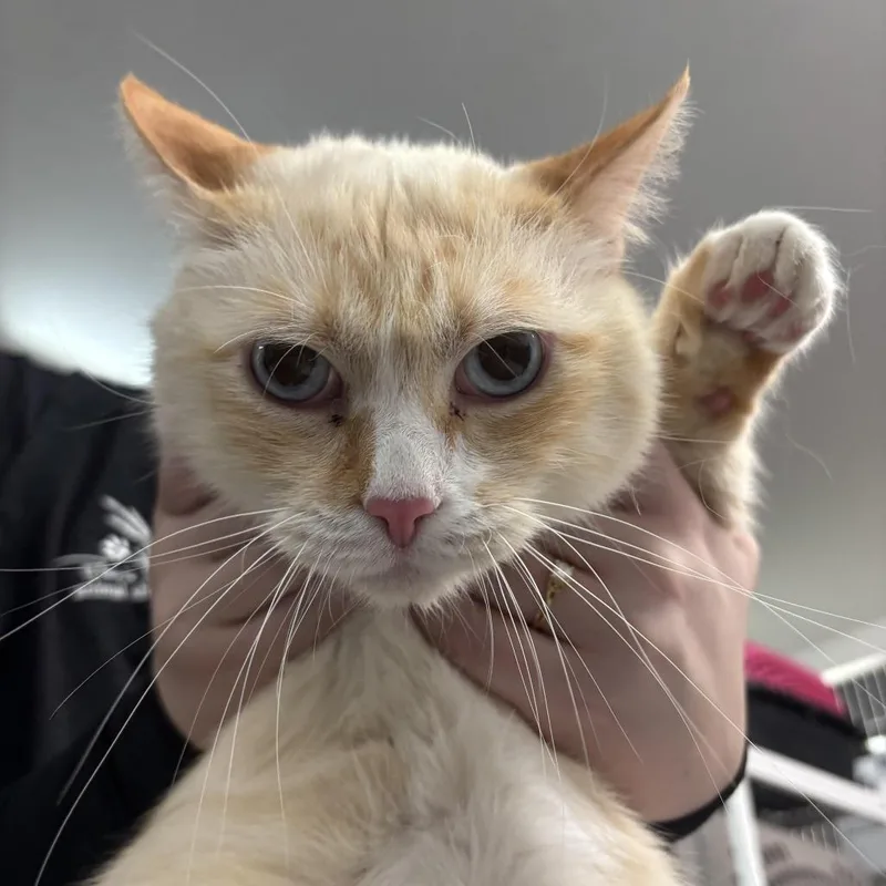 A senior extra large-sized male Siamese cat named Henry for adoption in Manhattan, KS