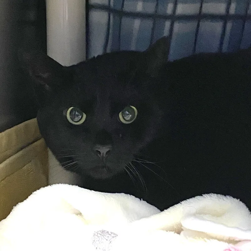 Sir Lucky thumbnail 2