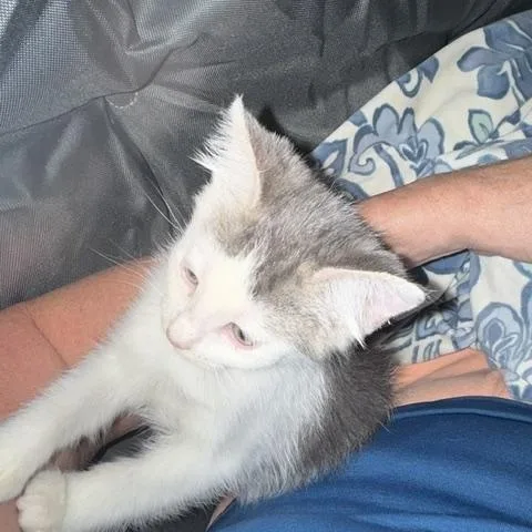 A baby medium-sized female Gray & White Domestic Short Hair cat named Soupy for adoption in Sedalia, CO
