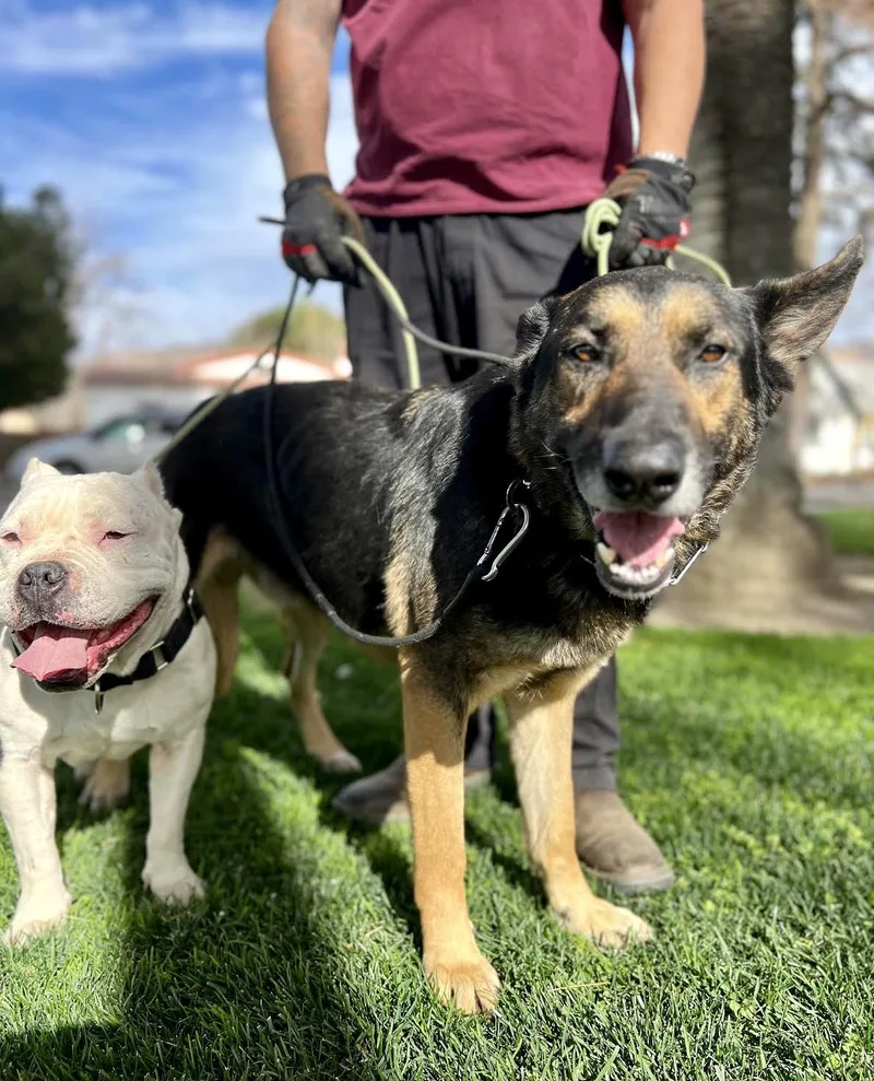 Majestic Max thumbnail 3