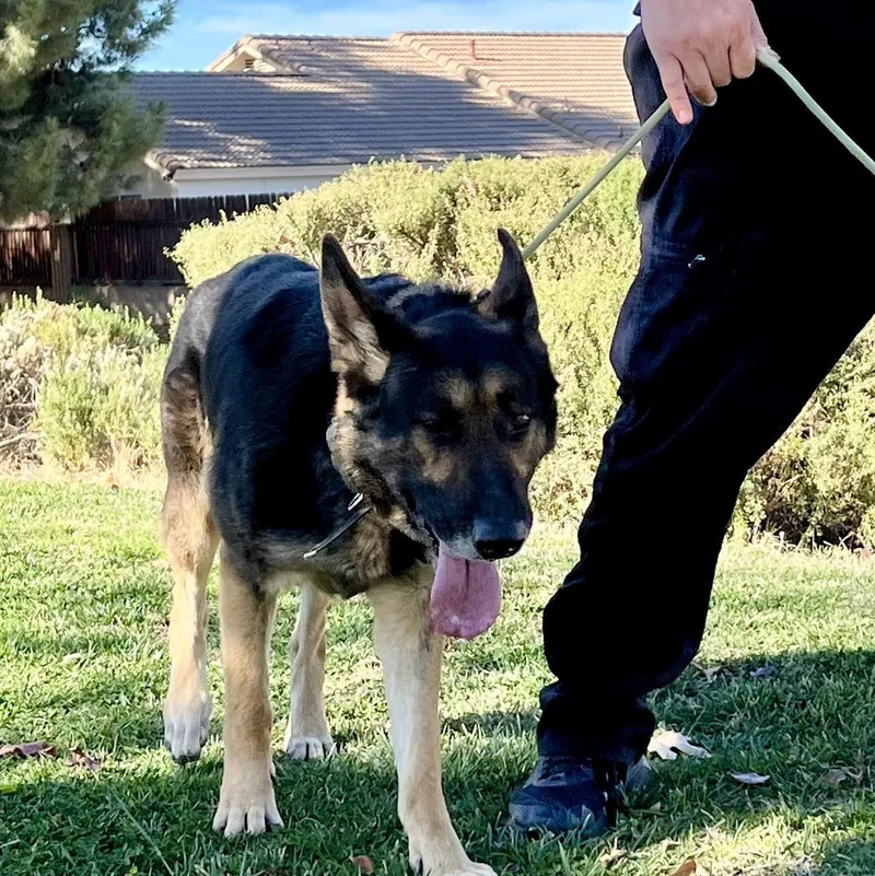 Majestic Max thumbnail 4