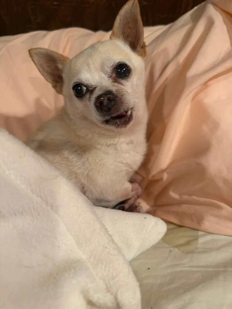 A senior small-sized male Chihuahua dog named MickeyD for adoption in Lafayette, CA