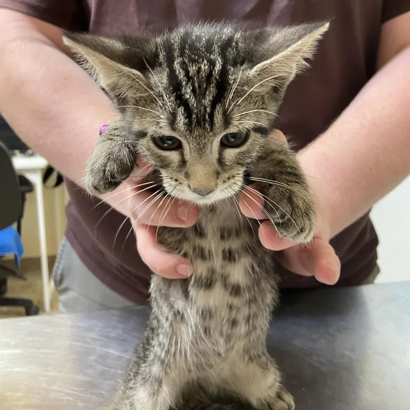 A baby small-sized female Domestic Short Hair cat named Pepper for adoption in Monroe, LA