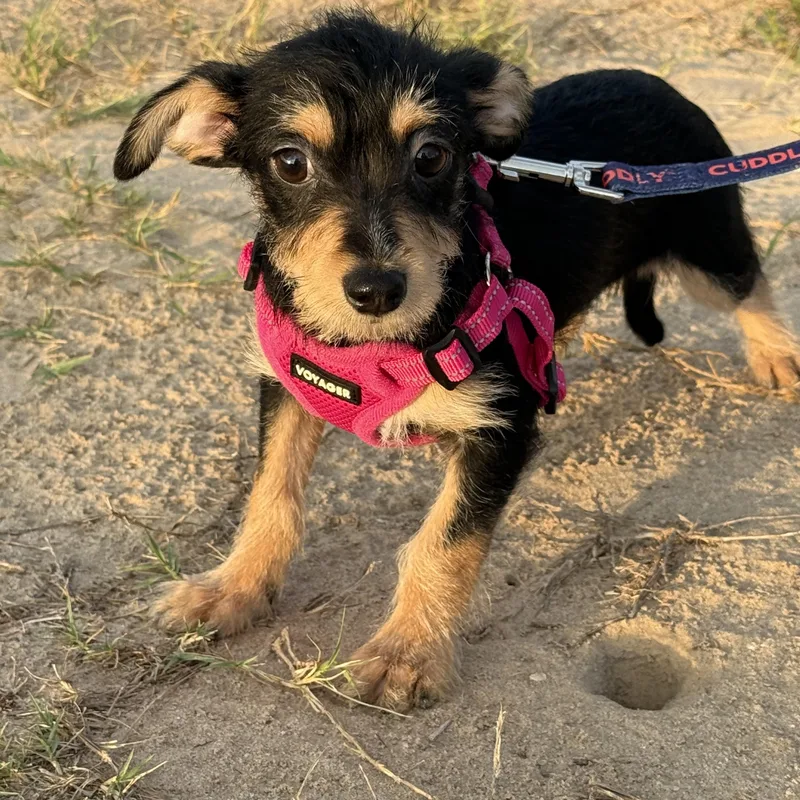A baby small-sized female Chiweenie dog named Poppi for adoption in San Antonio, TX