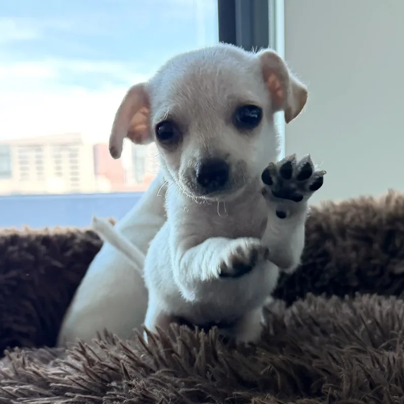 A baby small-sized female White / Cream Chihuahua dog named Parm for adoption in San Francisco, CA