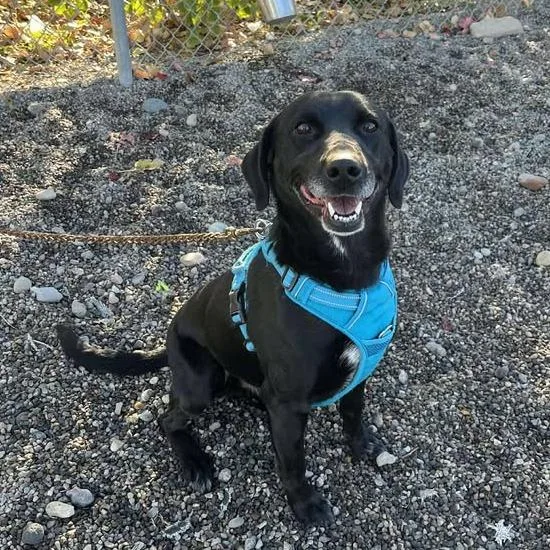 An adult medium-sized male Black Labrador Retriever dog named Raz for adoption in Rexburg, ID