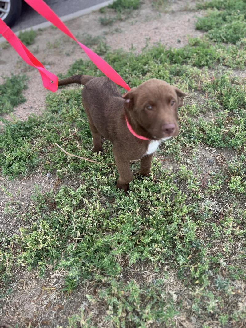 A baby medium-sized male Brown / Chocolate Chocolate Labrador Retriever dog named Hugh for adoption in Fort Collins, CO