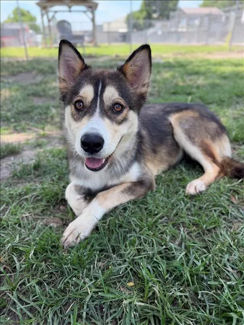 A young large-sized female Siberian Husky dog named Lexi for adoption in Conroe, TX