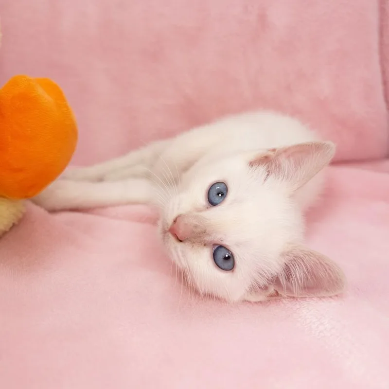 A baby small-sized female White Siamese cat named Pisces for adoption in Tavares, FL