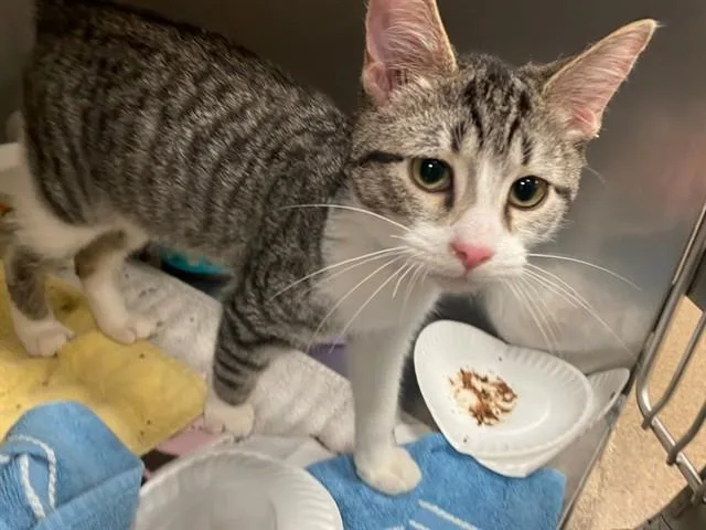 A baby small-sized male Domestic Short Hair cat named Henry for adoption in Fort Wayne, IN