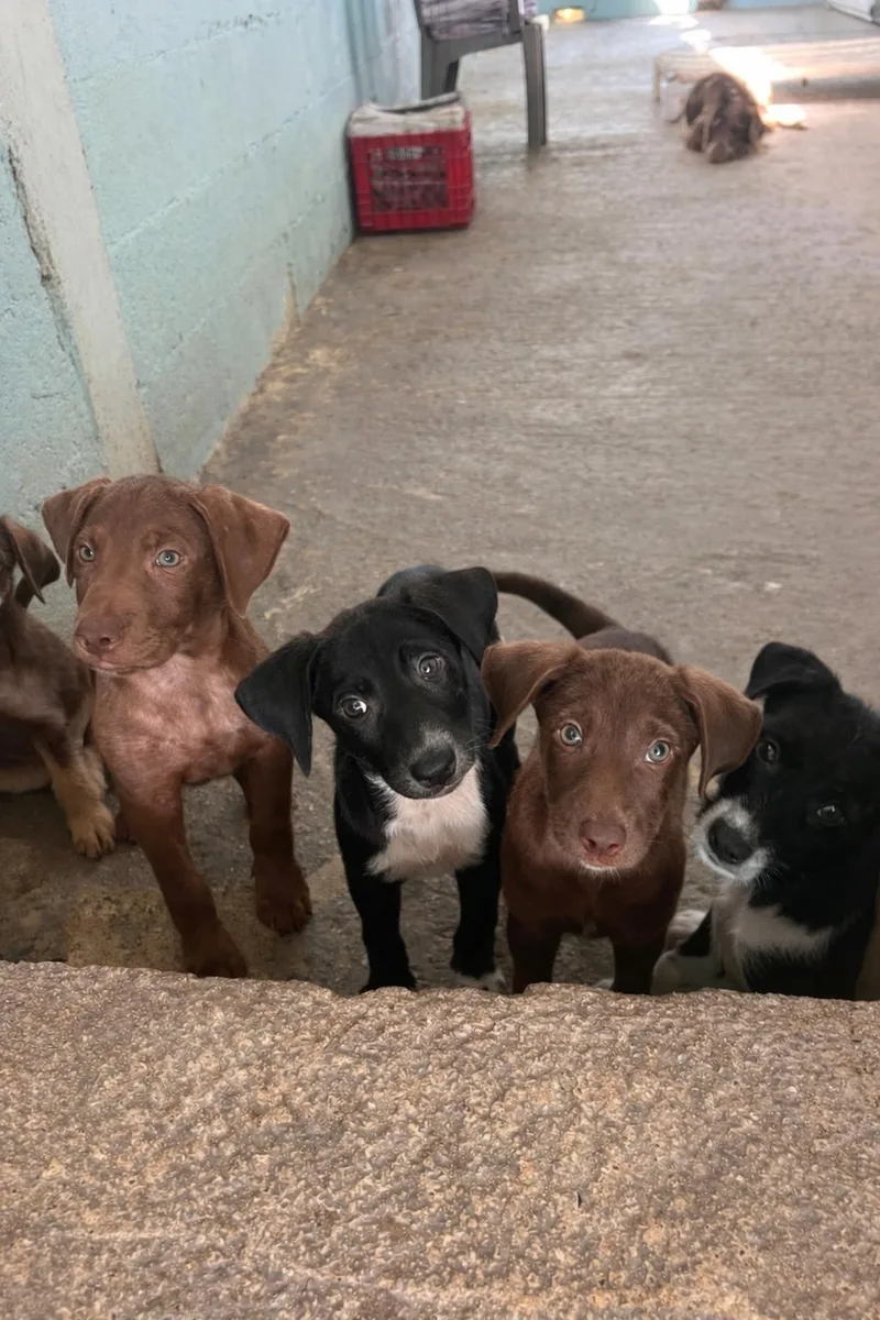A baby medium-sized female Brown / Chocolate German Wirehaired Pointer dog named Sigrid for adoption in Ewing, NJ