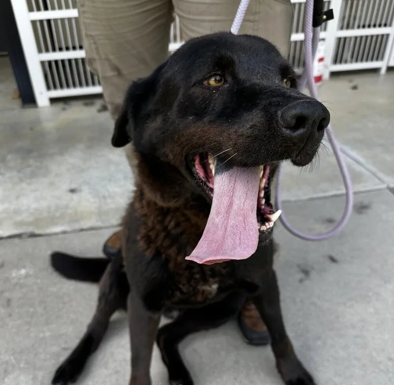A young medium-sized female Black Labrador Retriever dog named Malibu for adoption in Washington, DC