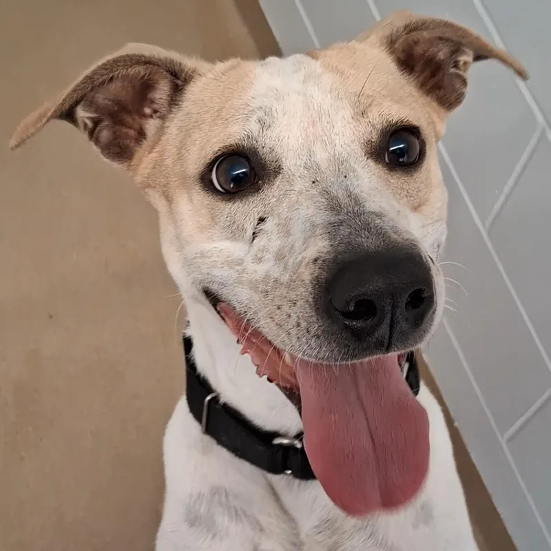 An adult medium-sized female Yellow / Tan / Blond / Fawn Cattle Dog dog named Pebbles for adoption in West Palm Beach, FL